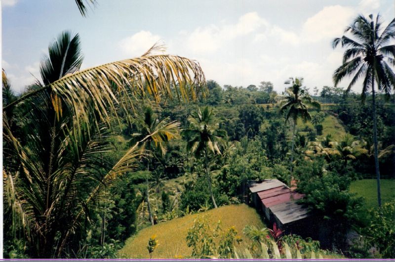 bali0044
