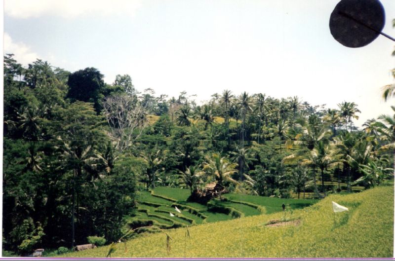 bali0056